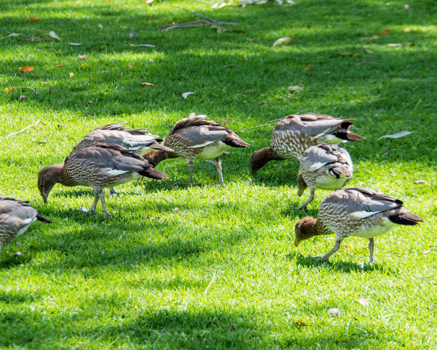 国王公园和植物园是一个占地400.6公顷的公园，俯瞰珀斯水域和澳大利亚珀斯的中央商务区。图片下载