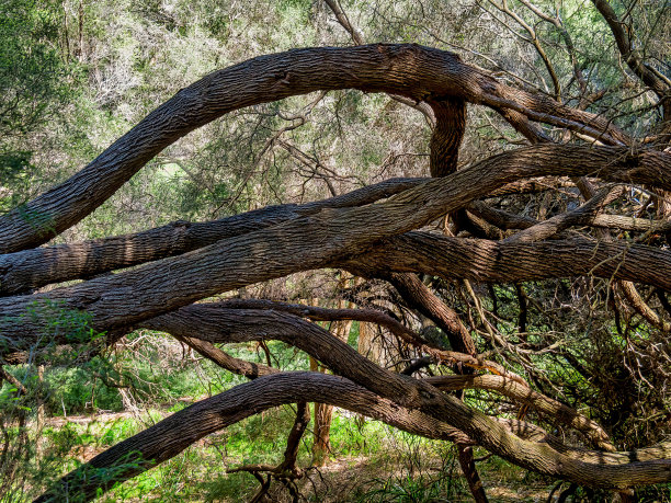 国王公园和植物园是一个占地400.6公顷的公园，俯瞰珀斯水域和澳大利亚珀斯的中央商务区。图片下载