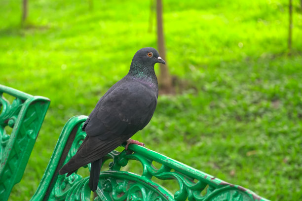 站在公园椅子上的鸽子。图片下载