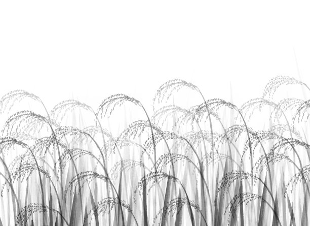 印度水墨画稻田(秋色背景图)图片下载