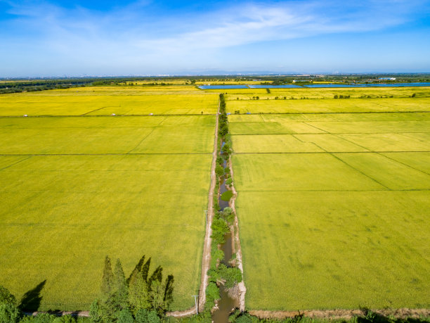 金色农田的航拍照片图片下载