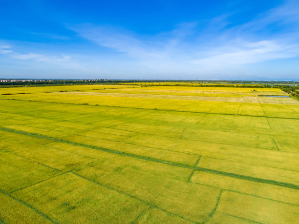 金色农田的航拍照片图片下载