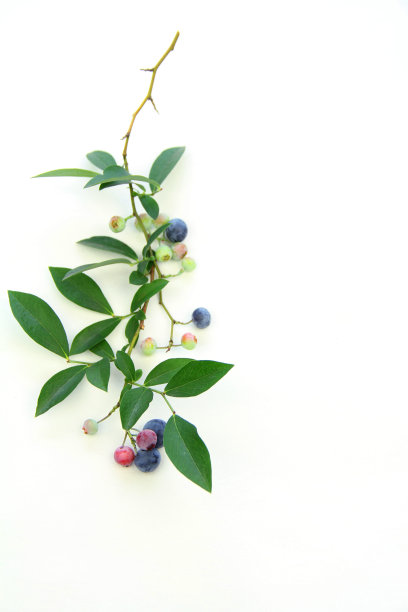 蓝莓枝图片下载