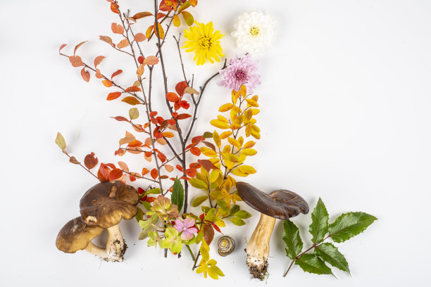 秋天的静物画。秋天不同颜色、花朵、树叶和果实的排列图片下载