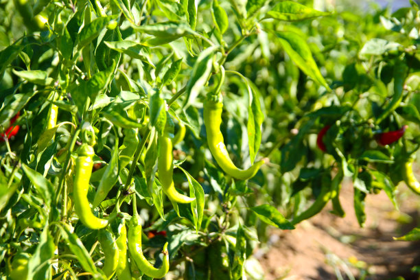 长在树枝上的胡椒图片下载