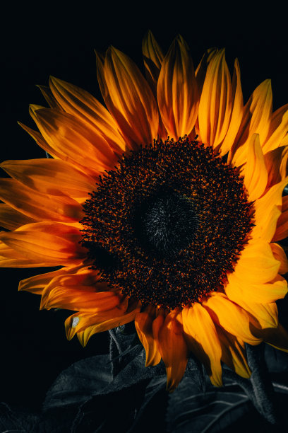 夕阳余晖中的黄色向日葵图片下载