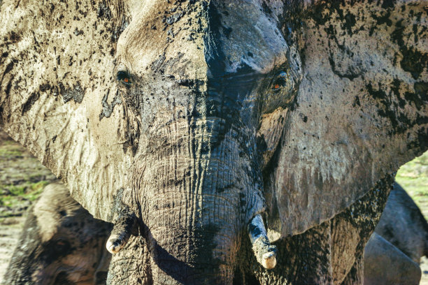 非洲象图片下载