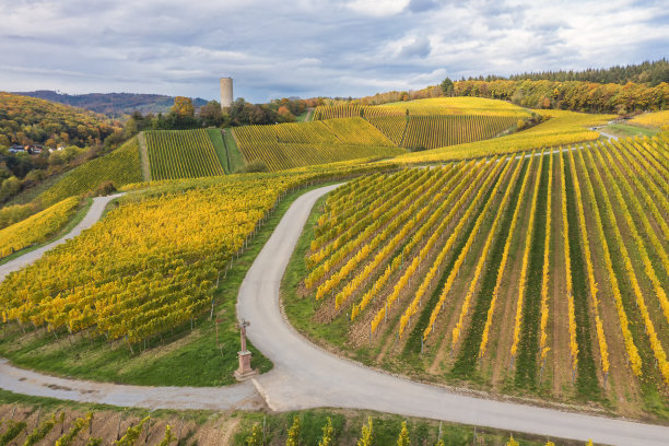秋天的德国莱茵高葡萄园图片下载