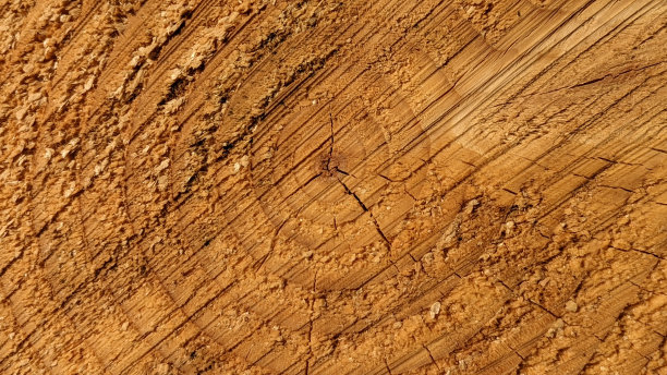 原木横截面图片下载