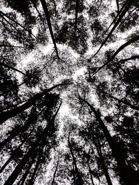 Sillhouette松树图片下载