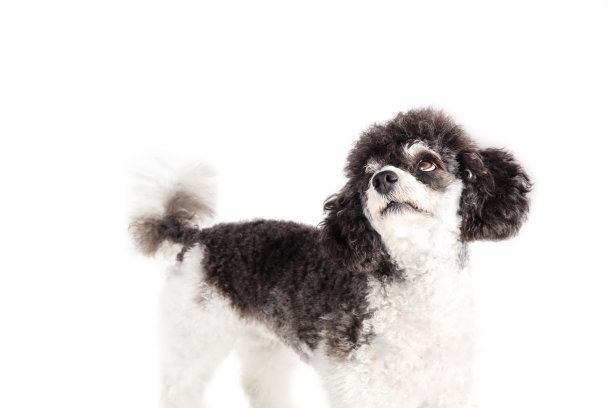 可爱的狗狗抬头等待食物或看着主人。图片下载