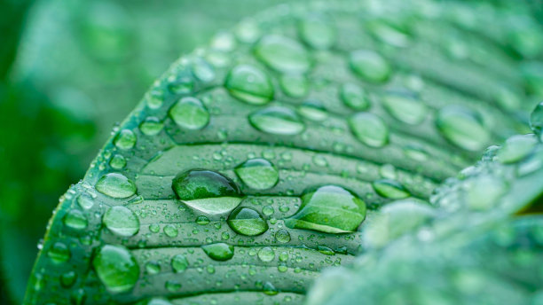 热带森林里叶子上的微小雨滴。图片下载