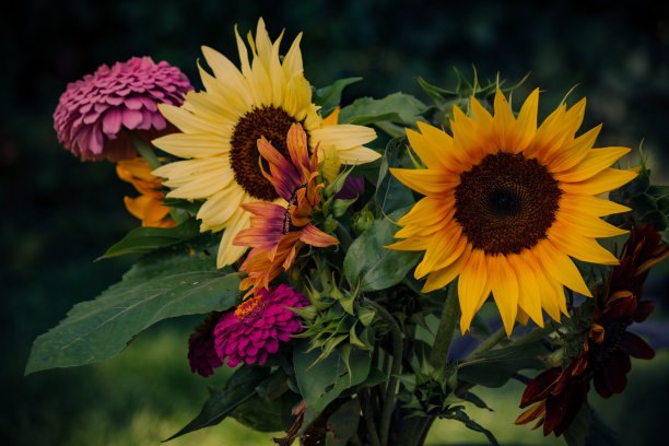 向日葵花束与五彩缤纷的晚夏秋季向日葵品种图片下载