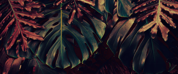 热带树叶，怪物植物背景图片下载