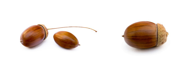 成熟的橡子孤立图片下载