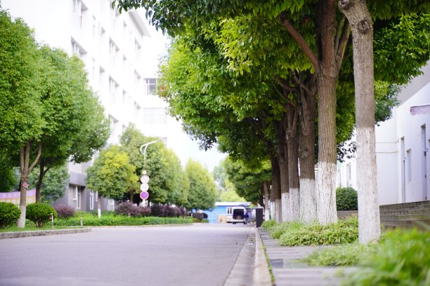 树在校园的一边图片下载