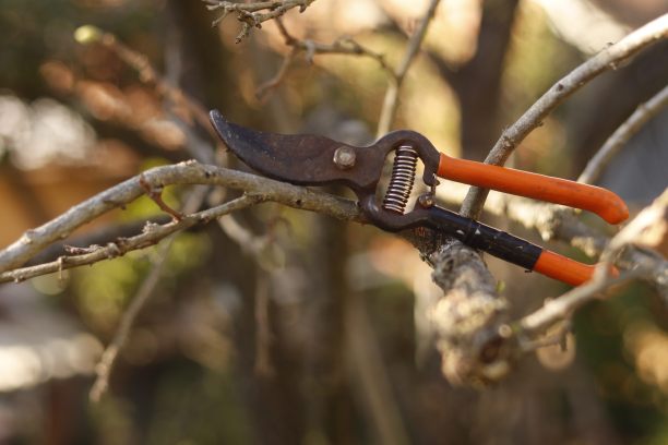 修枝剪图片下载