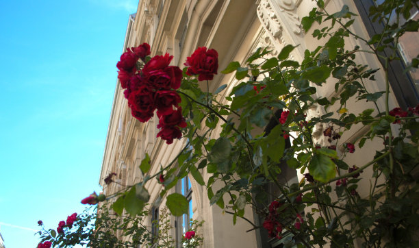 照片从五月到八月图片下载