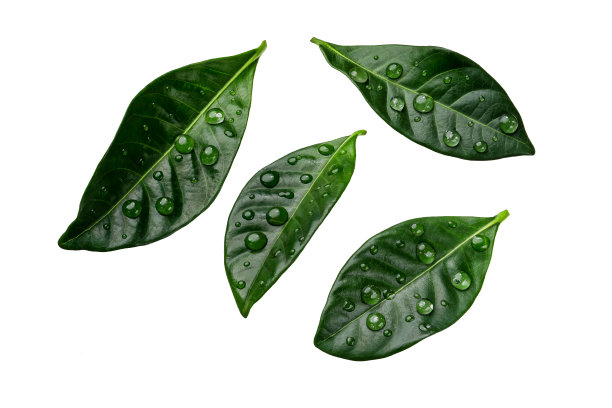 在白色背景上有孤立的水滴的柑橘叶图片下载