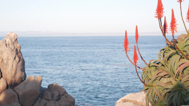 红色芦荟仙人掌花盛开，岩石海滩，蒙特利，加利福尼亚州。海海浪图片下载