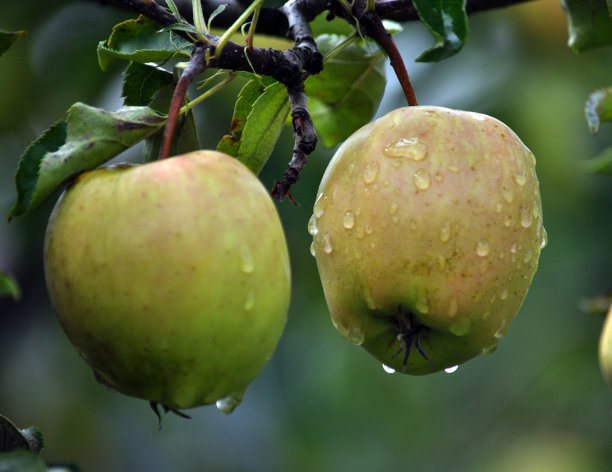 树上黄色的苹果成熟了图片下载