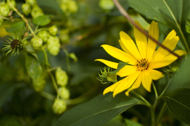 菊芋花朵特写图片下载