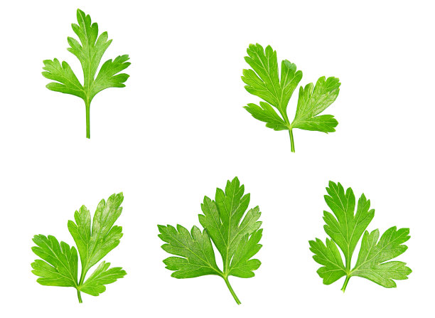 白色背景上的新鲜欧芹。图片下载