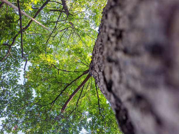 老树，叶子很厚图片下载
