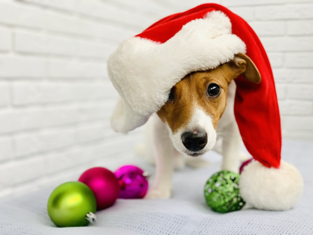 杰克罗素梗狗戴着圣诞老人的帽子。图片下载