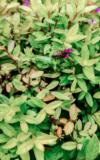 在一个自然旅游公园里，一只蜜蜂正在从盛开的金莲花蜜中收集花蜜。图片下载