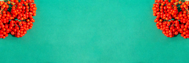 绿色背景上的Rowan浆果。横幅图片下载