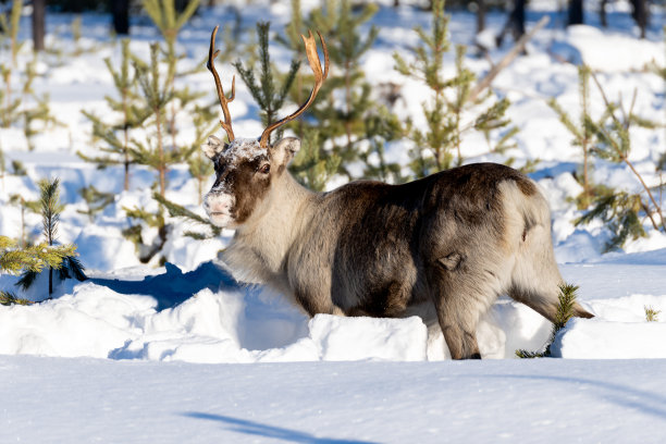 冬天的鹿图片下载