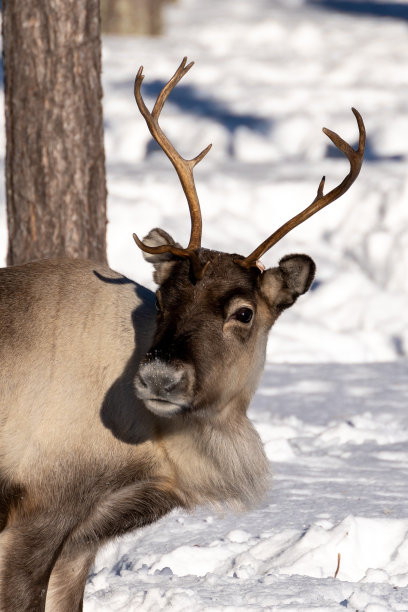 冬天的鹿图片下载
