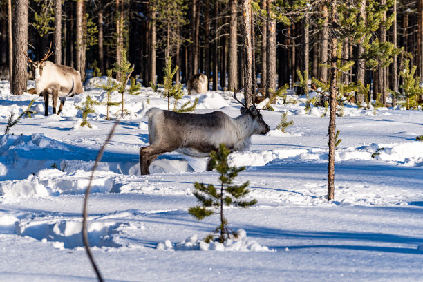 冬天的鹿图片下载