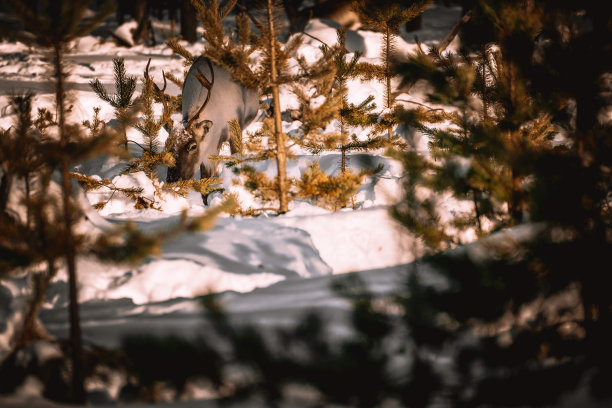 冬天的鹿图片下载