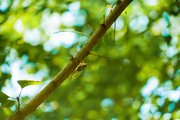 Abrasemi在夏天的森林里图片下载