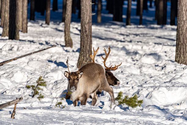 冬天的鹿图片下载