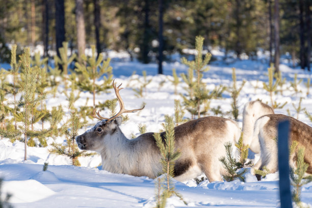 冬天的鹿图片下载