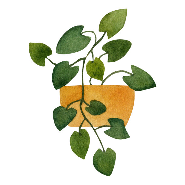 盆花孤立在白色背景，水彩插图图片下载