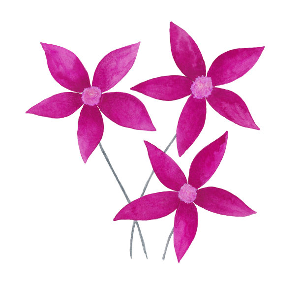 孤立的水彩画三朵亮粉色雏菊花图片下载