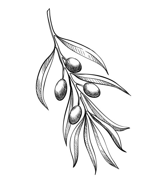 橄榄枝手绘雕刻图片下载