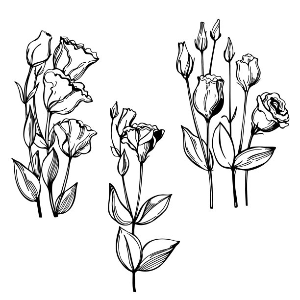 素描的花图片下载