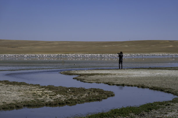 一位自然摄影师在湖边拍摄了一群火烈鸟图片下载