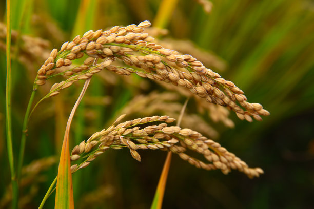 在乡村成熟的水稻农场图片下载