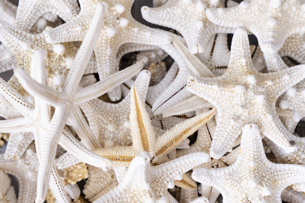 海星的背景图片下载