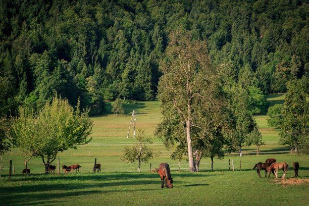 斯洛文尼亚有马的乡村风景图片下载