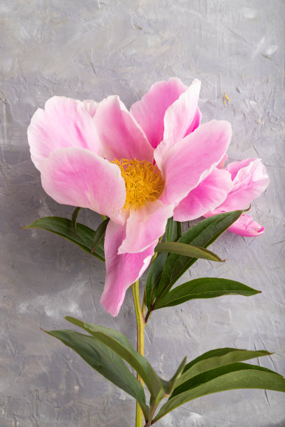 灰色混凝土上美丽的粉色牡丹花，俯视图，复制空间。图片下载