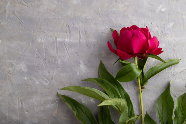 灰色混凝土上美丽的粉色牡丹花，俯视图，复制空间。图片下载