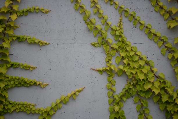 郁郁葱葱的绿色藤蔓生长在久经风霜的旧混凝土墙上，混凝土栅栏上的常春藤绿色的常春藤，绿色的栅栏，混凝土栅栏的背景，纹理，混凝土，渐变图片下载