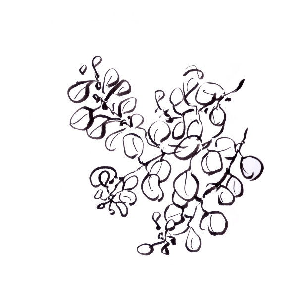 植物细枝，图文黑白绘图。图片下载